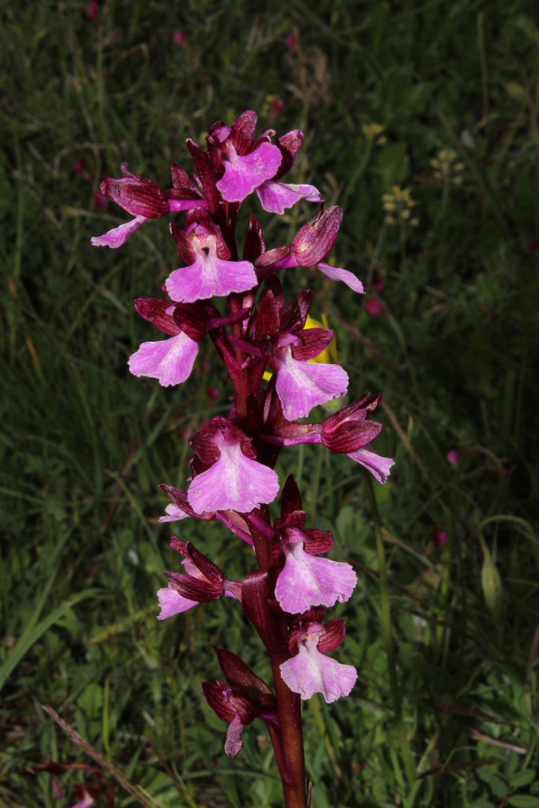 Orchidee dal promontorio del Gargano